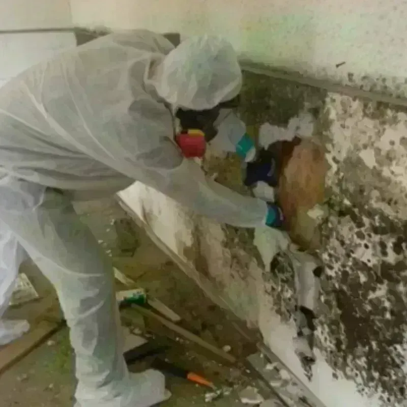 Mold Remediation and Removal in China Grove, NC